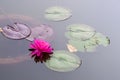 Ã§ÂÂ¡Ã¨Å½Â²Ã¯Â¼ËÃ¥Â­Â¦Ã¥ÂÂÃ¯Â¼Å¡Nymphaea tetragona GeorgiÃ¯Â¼â°